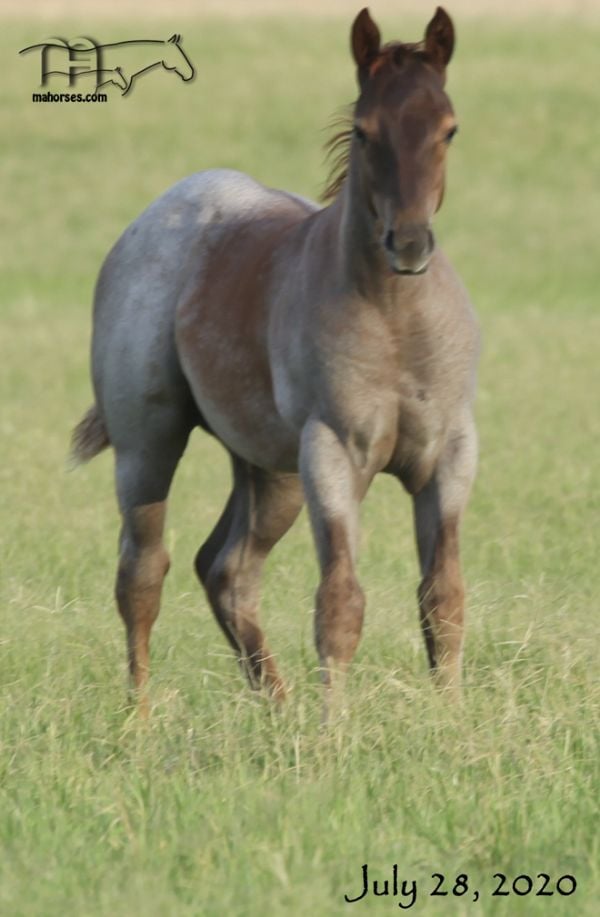 Miss Smotrix's 2020 Colt